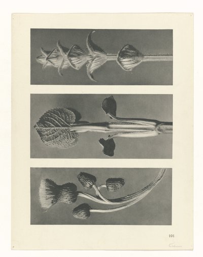 Étude de plante (Urformen der Kunst) - Karl Blossfeldt