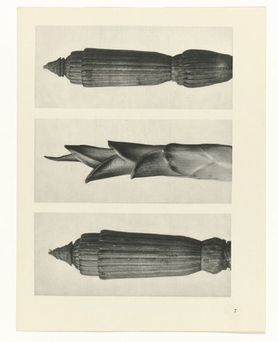 Étude de plante (Urformen der Kunst) - Karl Blossfeldt
