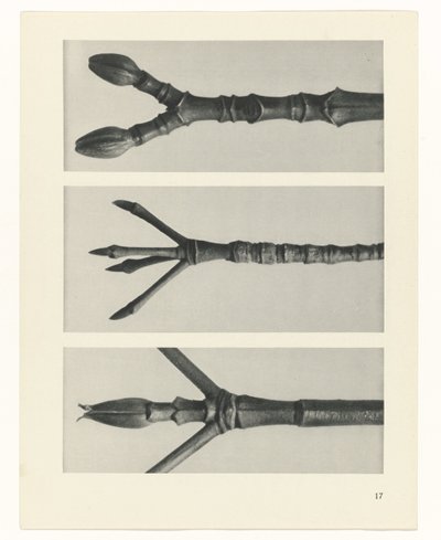 Étude de plante (Urformen der Kunst) - Karl Blossfeldt