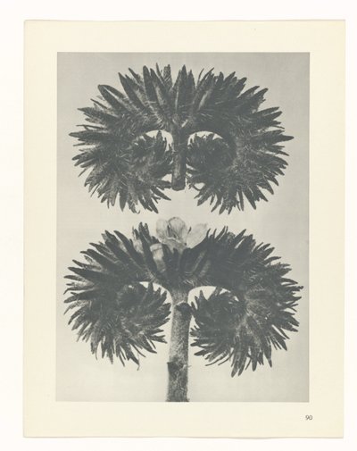 Étude de plante (Urformen der Kunst) - Karl Blossfeldt