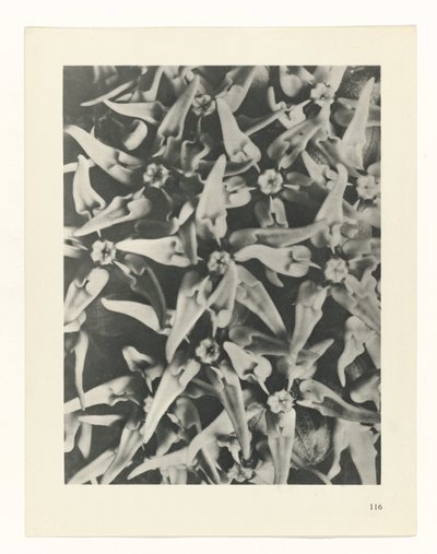 Étude de plante (Urformen der Kunst) - Karl Blossfeldt