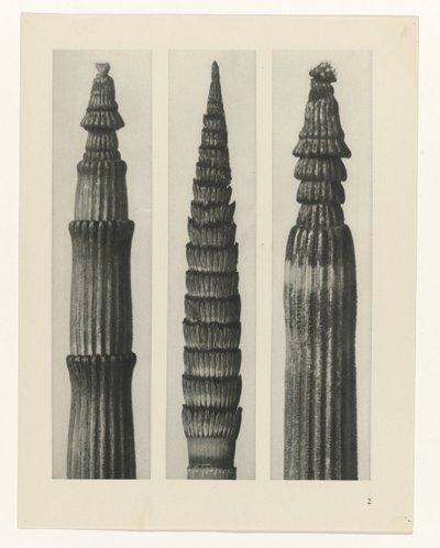 Étude de plante (Urformen der Kunst) - Karl Blossfeldt