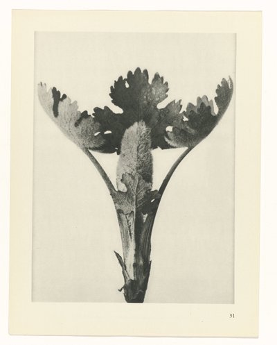 Étude de plante (Urformen der Kunst) - Karl Blossfeldt