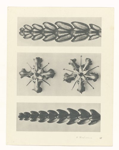 Étude de plante (Urformen der Kunst) - Karl Blossfeldt