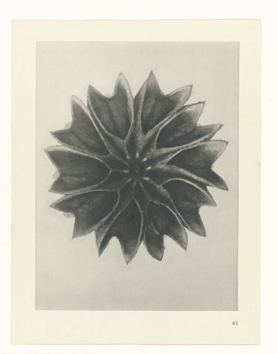 Étude de plante (Urformen der Kunst) - Karl Blossfeldt