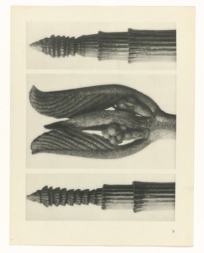 Étude de plante (Urformen der Kunst) - Karl Blossfeldt