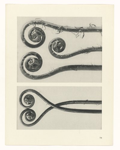 Étude de plante (Urformen der Kunst) - Karl Blossfeldt