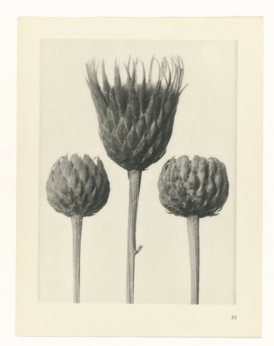 Étude de plante (Urformen der Kunst) - Karl Blossfeldt