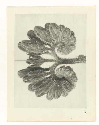 Étude de plante (Urformen der Kunst) - Karl Blossfeldt