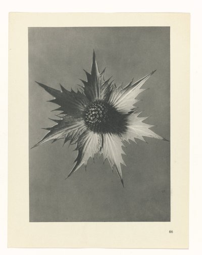 Étude de plante (Urformen der Kunst) - Karl Blossfeldt