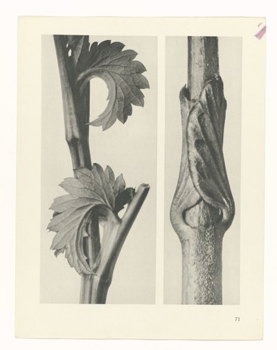 Étude de plante (série Urformen der Kunst) - Karl Blossfeldt
