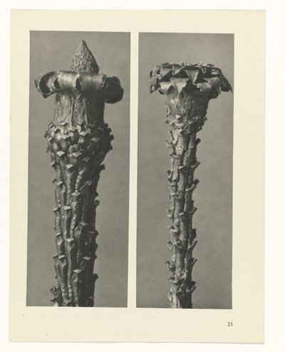 Étude de plante (série Urformen der Kunst) - Karl Blossfeldt