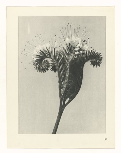 Étude de plante (série Urformen der Kunst) - Karl Blossfeldt