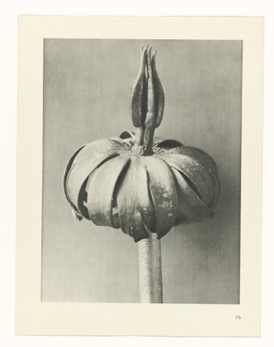 Étude de plante (série Urformen der Kunst) - Karl Blossfeldt