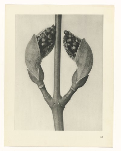 Étude de plante (série Urformen der Kunst) - Karl Blossfeldt