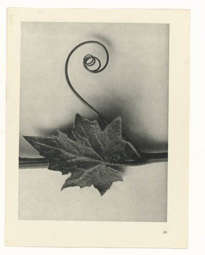 Étude de plante (série Urformen der Kunst) - Karl Blossfeldt