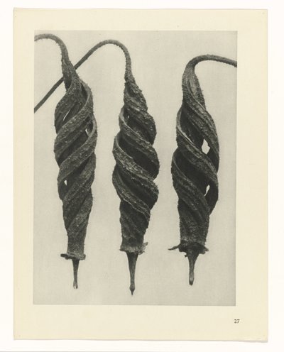 Étude de plante (série Urformen der Kunst) - Karl Blossfeldt