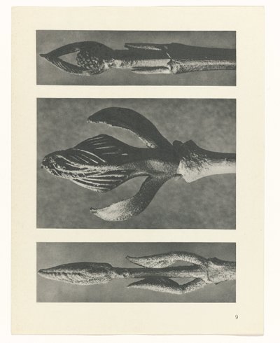Étude de plante (série Urformen der Kunst) - Karl Blossfeldt
