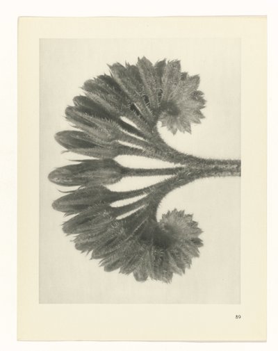 Étude de plante (série Urformen der Kunst) - Karl Blossfeldt