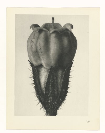 Étude de plante (série Urformen der Kunst) - Karl Blossfeldt