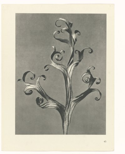 Étude de plante (série Urformen der Kunst) - Karl Blossfeldt