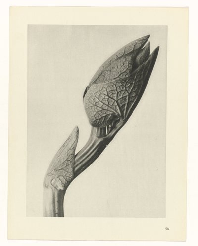 Étude de plante (série Urformen der Kunst) - Karl Blossfeldt
