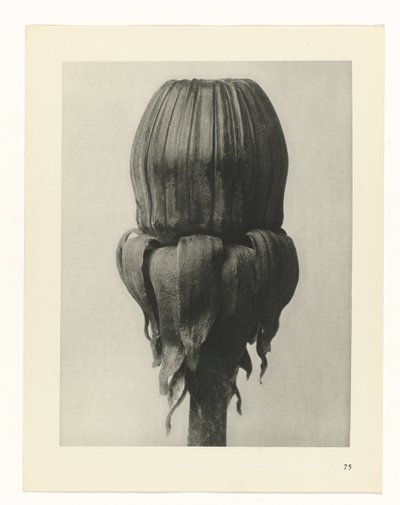 Étude de plante (série Urformen der Kunst) - Karl Blossfeldt