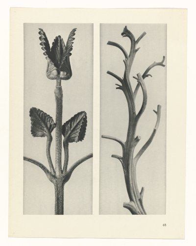 Étude de plante (série Urformen der Kunst) - Karl Blossfeldt