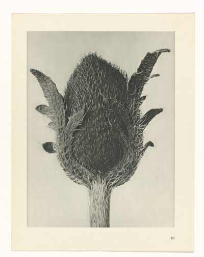 Étude de plante (série Urformen der Kunst) - Karl Blossfeldt