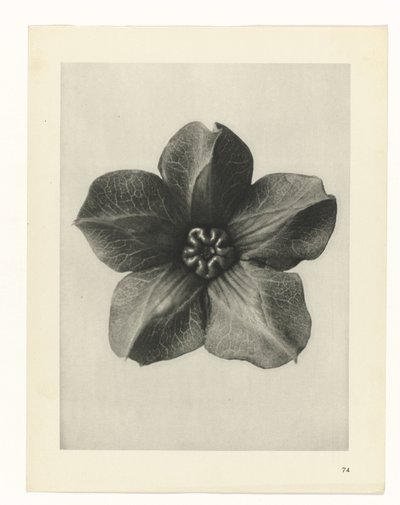 Étude de plante (série Urformen der Kunst) - Karl Blossfeldt