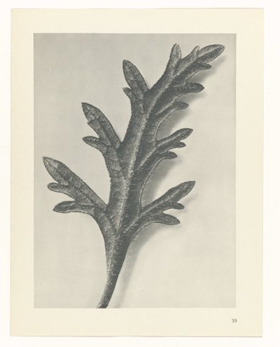 Étude de plante (série Urformen der Kunst) - Karl Blossfeldt