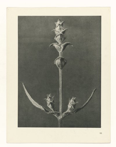 Étude de plante (série Urformen der Kunst) - Karl Blossfeldt