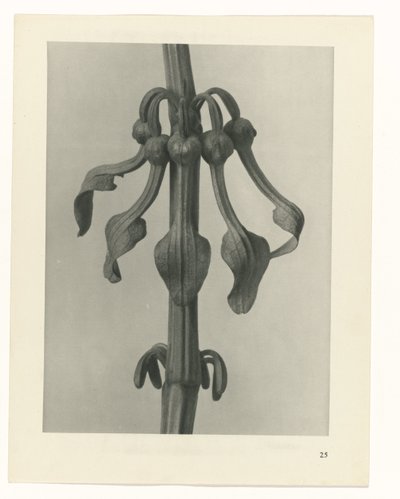 Étude de plante (série Urformen der Kunst) - Karl Blossfeldt