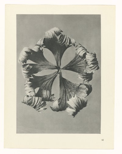 Étude de plante (série Urformen der Kunst) - Karl Blossfeldt