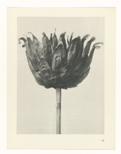 Étude de plante (série Urformen der Kunst) - Karl Blossfeldt