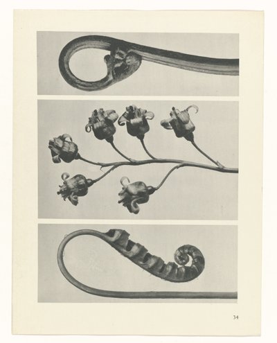 Étude de plante (série Urformen der Kunst) - Karl Blossfeldt