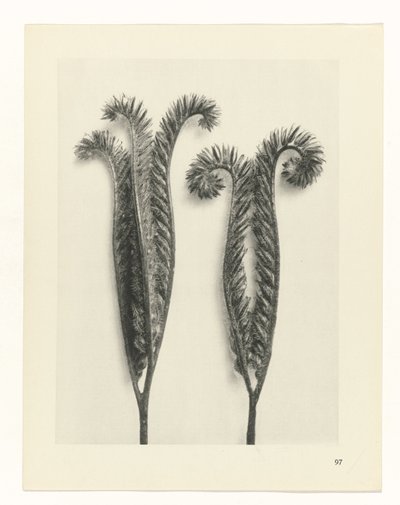 Étude de plante (Urformen der Kunst) - Karl Blossfeldt