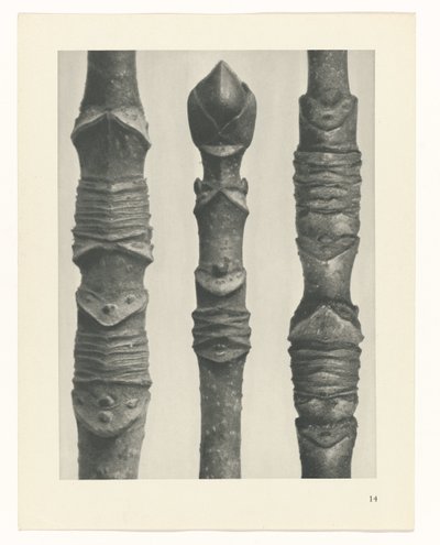 Étude de plante (Urformen der Kunst) - Karl Blossfeldt