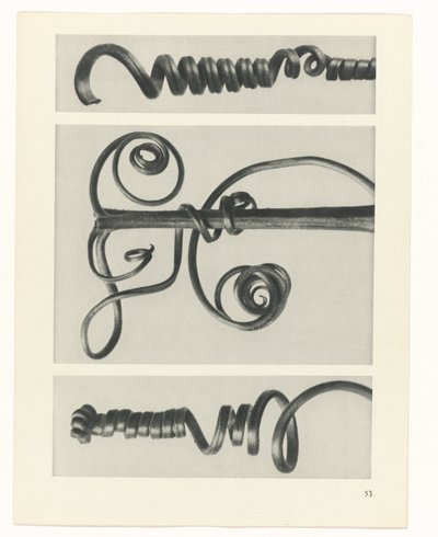 Étude de plante (Urformen der Kunst) - Karl Blossfeldt