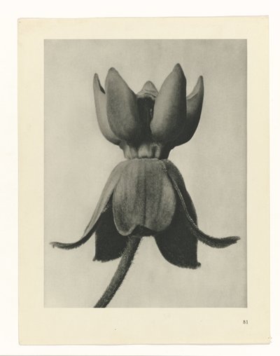 Étude de plante (Urformen der Kunst) - Karl Blossfeldt