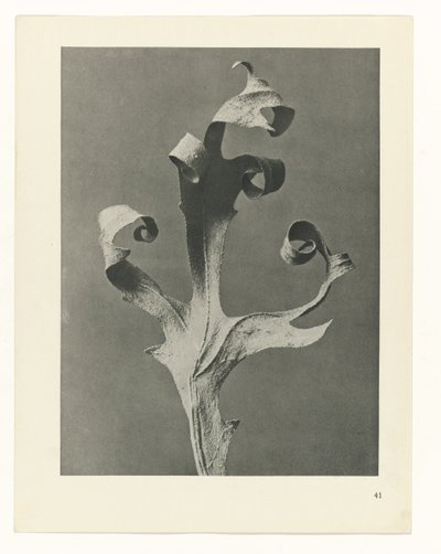 Étude de plante (Urformen der Kunst) - Karl Blossfeldt