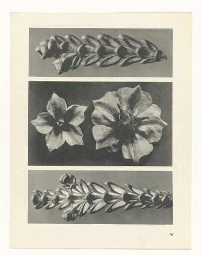 Étude de plante (Urformen der Kunst) - Karl Blossfeldt