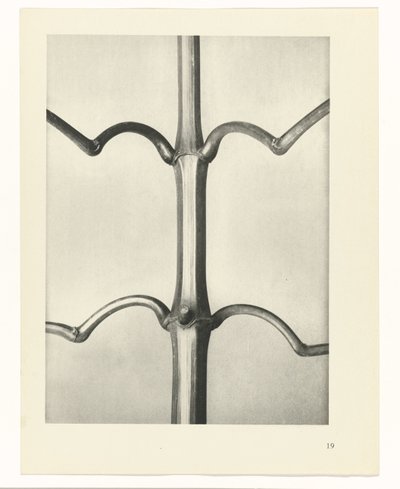 Étude de plante (Urformen der Kunst) - Karl Blossfeldt