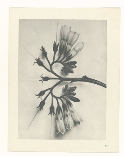 Étude de plante (Urformen der Kunst) - Karl Blossfeldt