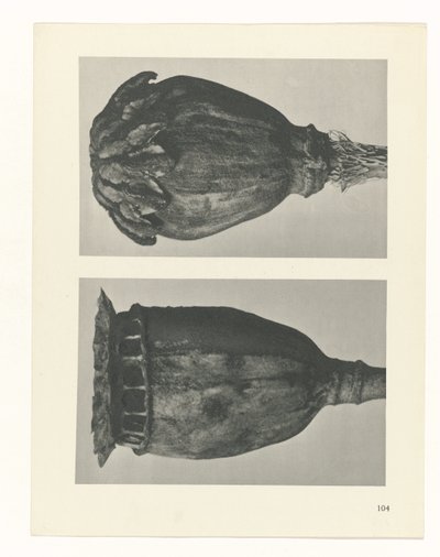 Étude de plante (Urformen der Kunst) - Karl Blossfeldt