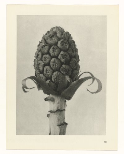 Étude de plante (Urformen der Kunst) - Karl Blossfeldt