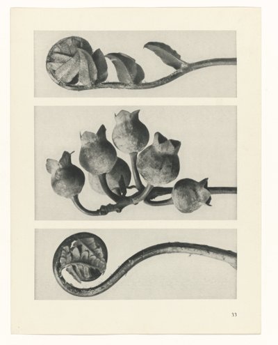 Étude de plante (Urformen der Kunst) - Karl Blossfeldt