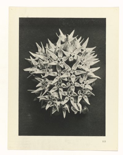 Étude de plante (Urformen der Kunst) - Karl Blossfeldt