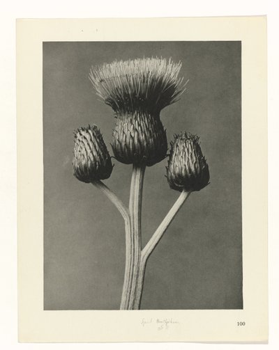 Étude de plante (Urformen der Kunst) - Karl Blossfeldt