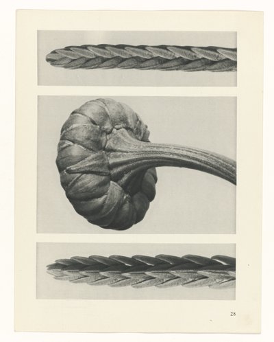 Étude de plante (Urformen der Kunst) - Karl Blossfeldt